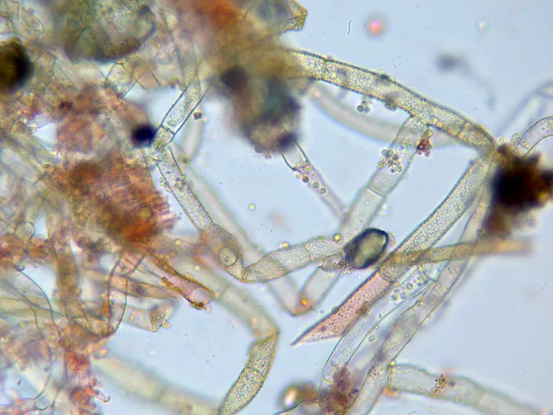 Costantinella terrestris 10 - x 400-001